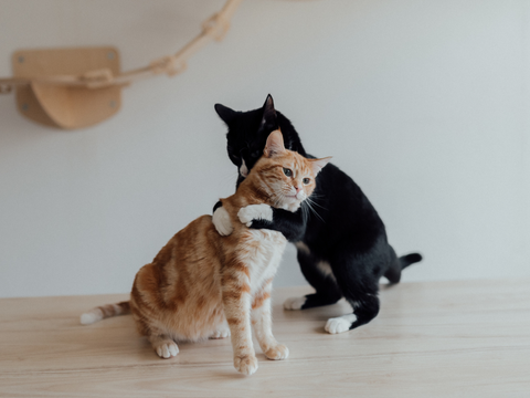Comment prévenir les conflits entre mes chats ? 🐾