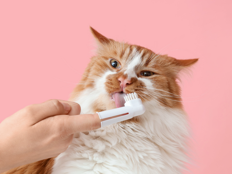Oui, même les chats peuvent avoir des TOC : Comprendre les troubles obsessionnels félins et y remédier
